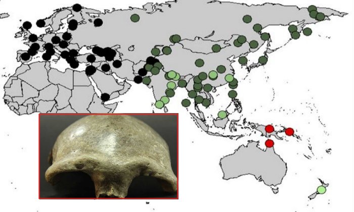 In humans today, concentrations of Denisovan DNA is highest in Australia and Papua New Guinea (red), but the new study found higher-than-expected levels in South Asia (light green).