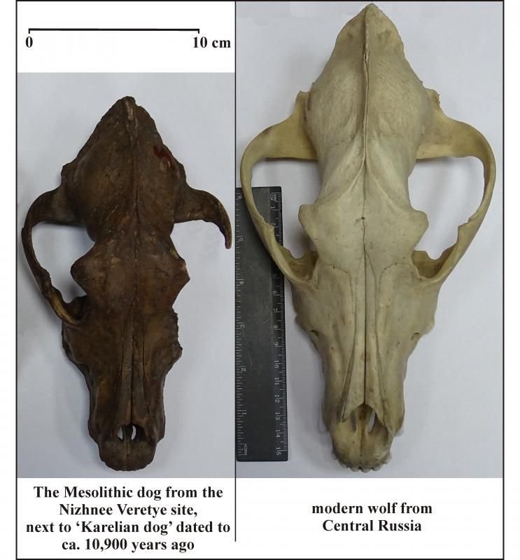 DNA Sheds Light On Ancient History Of Dogs All The Way To The Ice Age