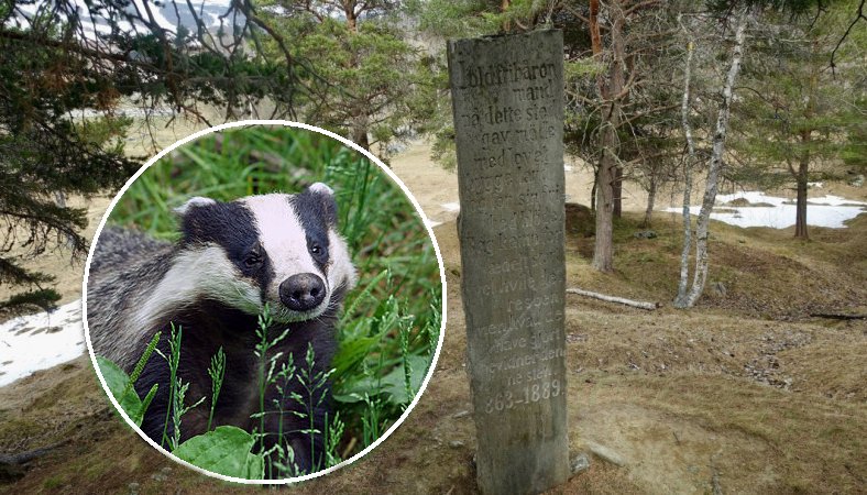 'Vandal' Of Norwegian Viking Graves Identified But Charges Have Been Dropped! 