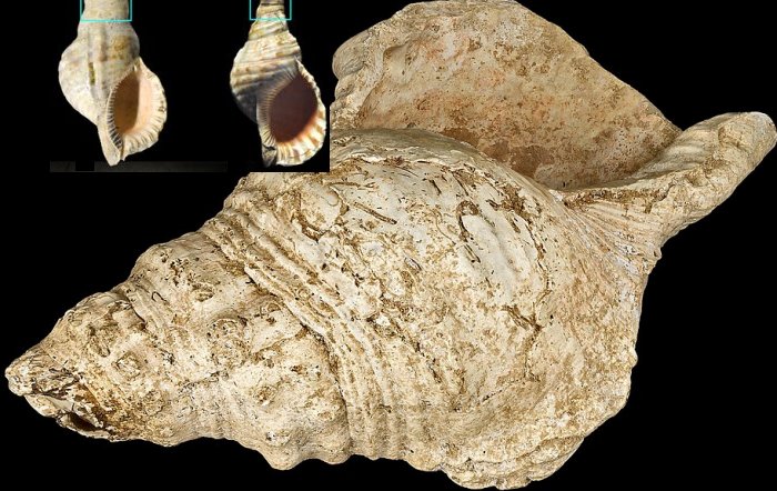 18,000-Year-Old Seashell Instrument Used By Magdalenian People