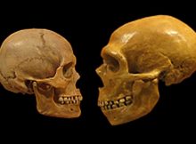 A human skull on the left, versus a Neanderthal skull on the right. Photo: Wiki Commons.