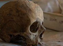 A human skull is placed on a table at the Çatalhöyük Human Remains Laboratory in Konya, Turkey