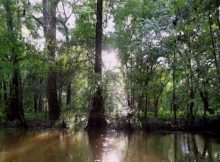 Current day cypress forest. Credit: Kristine DeLong, LSU