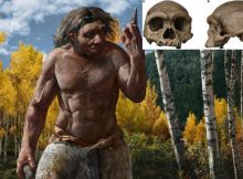 Dragon Man: New Species Of Human May Replace Neanderthals As Our Closest Relative