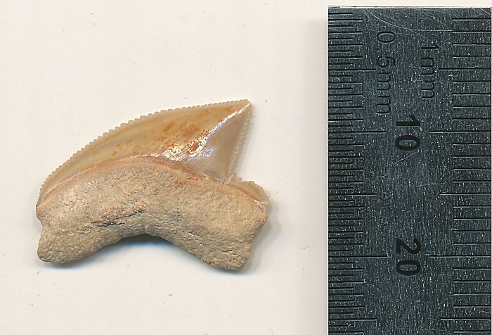 1 / 1Fossilised Squalicorax tooth Nr. #07815 from the Jerusalem site. Credit: Omri Lernau