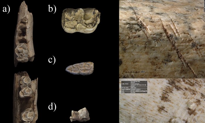 Neanderthal Hunting Camp Discovered In The Center Of The Iberian Peninsula