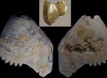 Aboriginals Finely Serrated And Perforated Shell Artifacts - Evidence From The Murray River, Australia