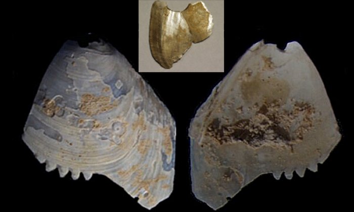 Aboriginals Finely Serrated And Perforated Shell Artifacts - Evidence From The Murray River, Australia