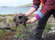 Surprising Evidence Of Prehistoric Human Activity In Falkland Islands - Europeans Were Not The First Settlers