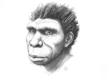 New species of human ancestor named: Homo bodoensis