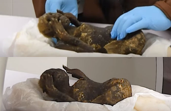 Mysterious Mermaid Mummy Investigated By Scientists