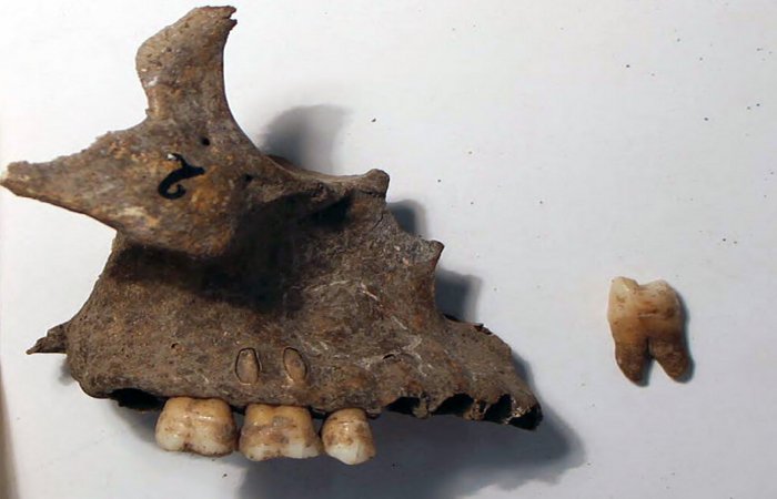 350-Year-Old Remains Unearthed In A Stone Age Site In Portugal