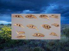 Remarkable Discovery Of Ancient Drilled Bear Teeth In Kansas – How Did They End Up On The On The Eastern Boundary Of The Great Plains?