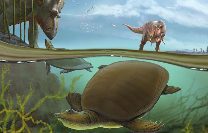 New Species Of Softshell Turtle That Lived In North Dakota 66.5 Million Years Ago With Dinosaurs Discovered