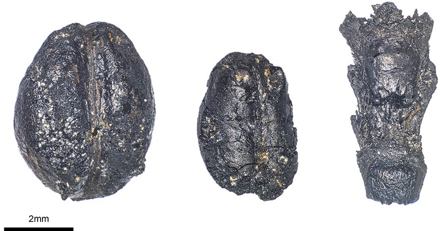 7,000-Year-Old Grains Hints At Origin Of Swiss Pile Dwellings Remains of crops from the Neolithic period - here naked barley and naked wheat - indicate connections between geographically distant settlements. (Photos: Raul Soteras)