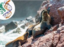 South American sea lions at the Ballestas Islands in Peru. © 123RF | perekotypole