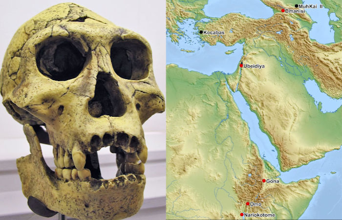 1,5-Million-Year-Old Hominin Fossil Reveals Missing Link In Human Evolution