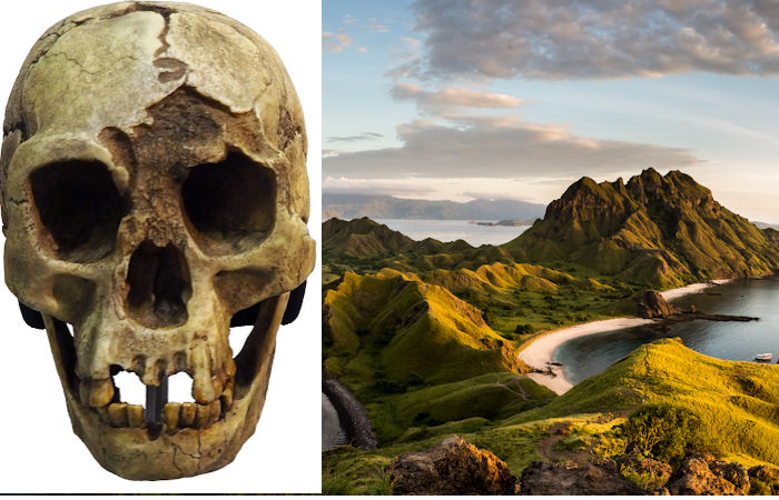 The Hobbit - An Ancient Hominin Species May Still Be Living In The Forests Of Flores Island - Anthropologist Says