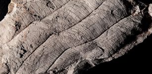 First Leaf Fossil Study Reveals An Ancient 4 Million-Year-Old Forest In Borneo