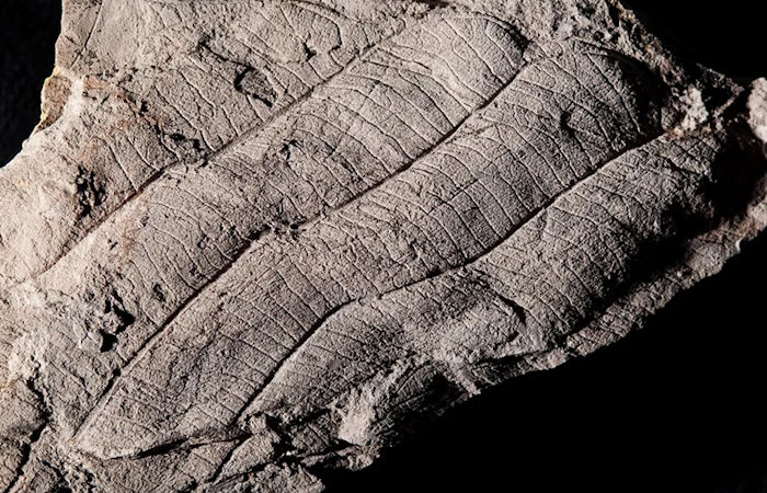 First Leaf Fossil Study Reveals An Ancient 4 Million-Year-Old Forest In Borneo