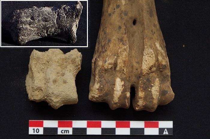 10,000 Years Ago Cattle Was Domesticated In The Central Nile Region - New Study