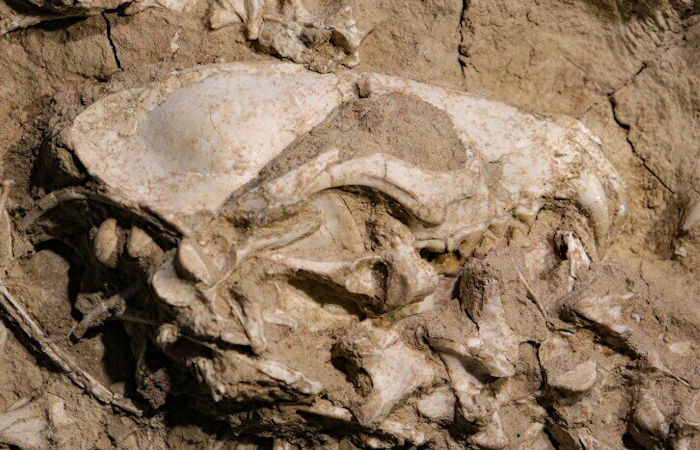 Rare Fossil Of Ancient Dog Species That Lived In Modern-Day San Diego 28 Million Years Ago Discovered By Palentologists