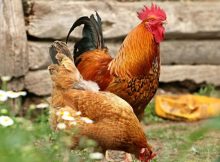 Chickens Were Introduced To Britain, Mainland Europe, And Northern Africa Later Than Previously Thought