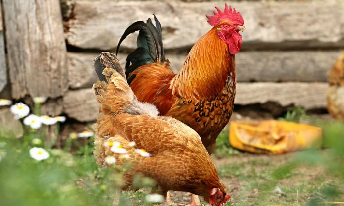 Chickens Were Introduced To Britain, Mainland Europe, And Northern Africa Later Than Previously Thought