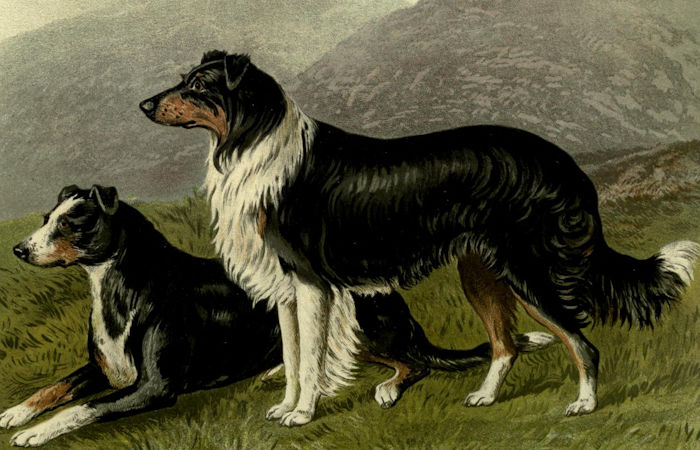 European Dogs Doubled In Size From 8,000 To 2,000 Years Ago