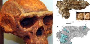 'Homo Erectus' From Gongwangling Could Have Been The Earliest Population In China