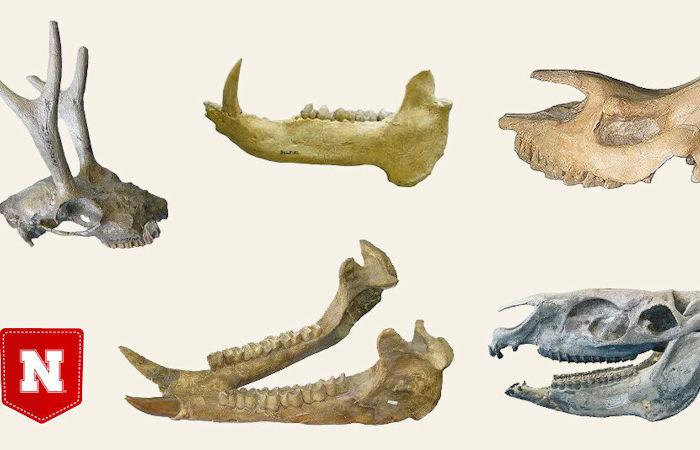 Tooth Analysis Reveal Nebraska Resembled A Dry Savanna 18 Million Years Ago