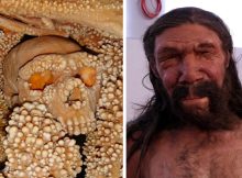 Fascinating Altamura Man - One Of The Most Complete Neanderthal Skeletons Ever Discovered