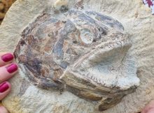 Fossil Fishing at the Farm’ – Jurassic marine world unearthed in a farmer’s field. Credit: University of Manchester