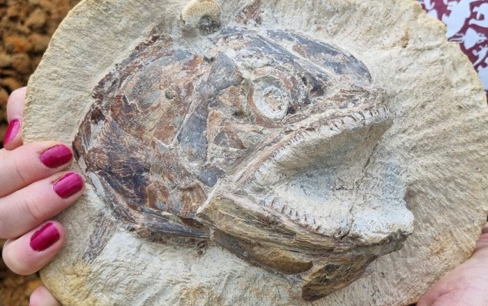 Fossil Fishing at the Farm’ – Jurassic marine world unearthed in a farmer’s field. Credit: University of Manchester