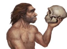 Brain Development Differs Between Neanderthals And Modern Humans - New Study