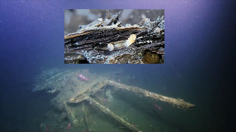 Could Shipworms Be Destroying The Wreck Of Captain Cook's Endeavour?