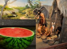 Neolithic Watermelons Reveal Some Surprises About Our Ancestors