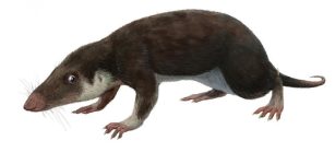 Mysterious Ancestor Of All Mammals Identified Through Genome Reconstruction