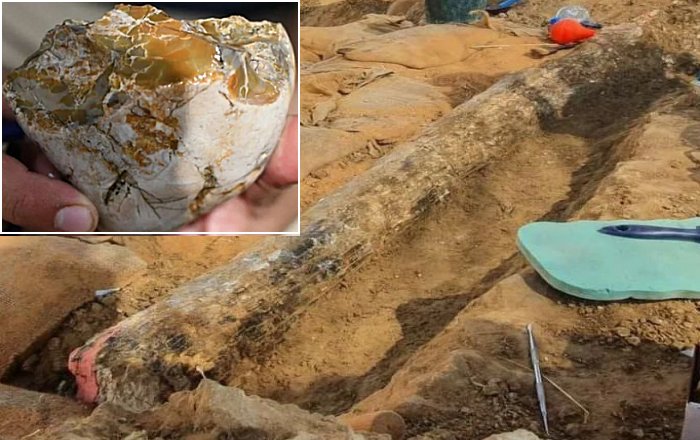 A Half-A Million-Year-Old Well-Preserved Elephant Tusk Unearthed In Israel