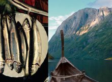 Ancient DNA Pushes Herring Trade Back To The Viking Age