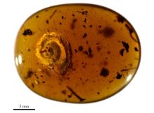 Hairy Snail Discovered In 99-Million-Year-Old Amber