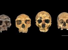 Mystery Of The Boxgrave Humans - Fossils In The UK Reveal How Ancient Europeans Were Connected