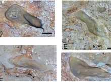 Enigmatic Footprints Reveal Humans Were In Spain 200,000 Years Earlier Than Previously Thought