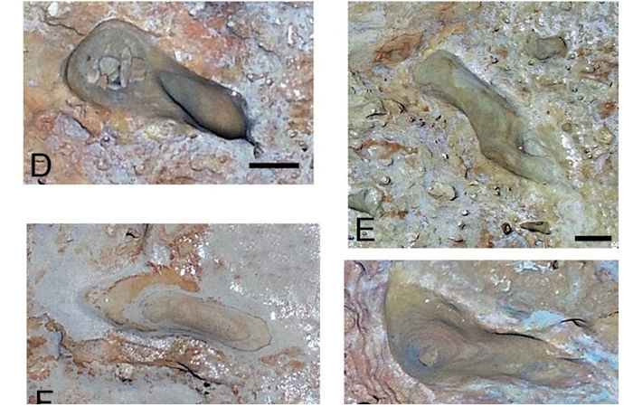 Enigmatic Footprints Reveal Humans Were In Spain 200,000 Years Earlier Than Previously Thought