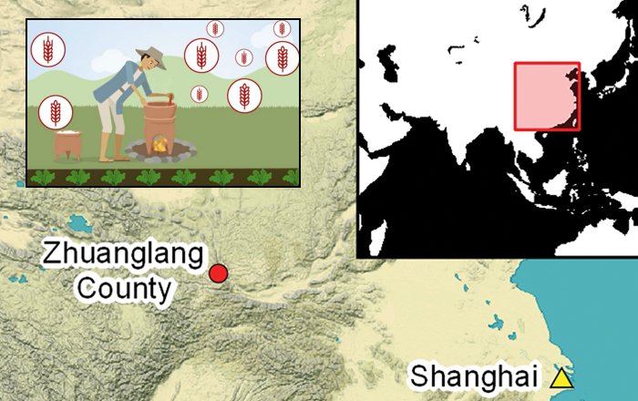 Thirsty Wheat Needed New Water Management Strategy In Ancient China