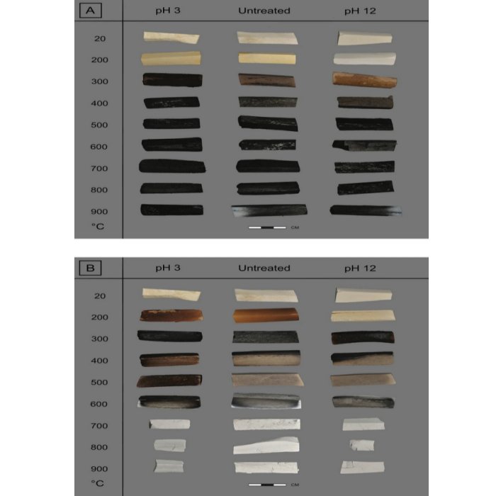 Overview of the variation in color for charred (A) and combusted (B) bone exposed to pH 3 and pH 12 conditions. Credit: Scientific Reports (2022). DOI: 10.1038/s41598-022-21622-5