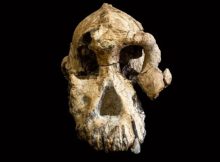 3.8-Million-Year-Old Skull Shows What Our Ancestors Really Looked Like