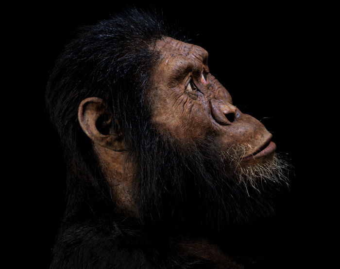 Facial Reconstruction Of 3 8 Million Year Old Skull Shows What Our
