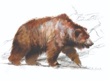 Evidence Humans Have Been Using Bear Skins For At Least 300,000 Years Discovered