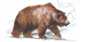 Evidence Humans Have Been Using Bear Skins For At Least 300,000 Years Discovered